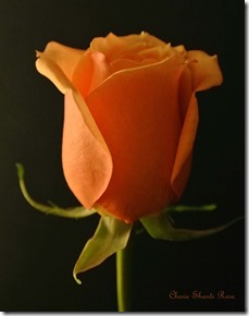 InnerPathWisdom.com/Sisterhood-of-the-Rose